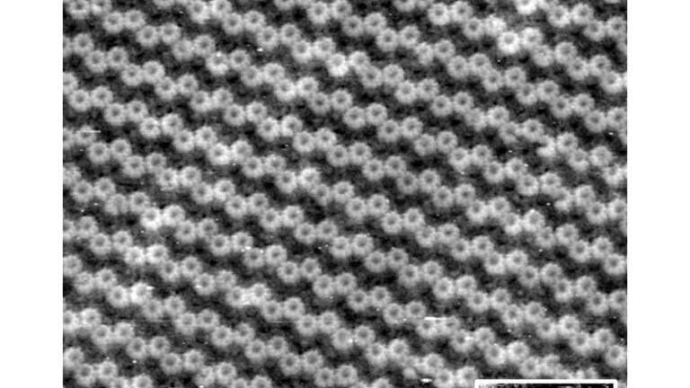 Scanning Probe Microscopy
1st Prize
Light harvesting complex 2 (LH2)
Highest resolution image of single LH2 nonamer rings where defects in the ring are visible and single subunits can be discerned.
Sandip Kumar, University of Sheffield
